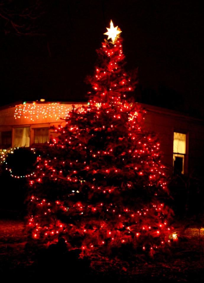 What colour are your Christmas lights on your tree?