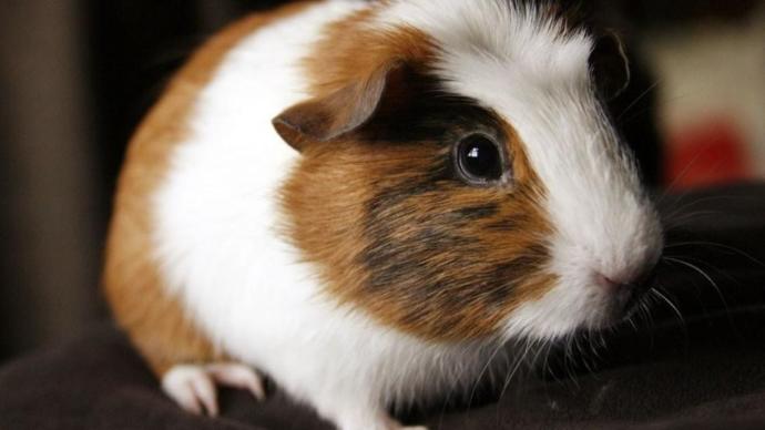 Which small animal would you rather have?