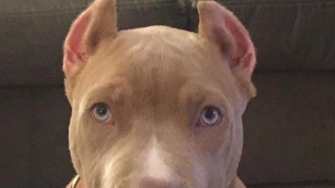 What should I name my new puppy?
