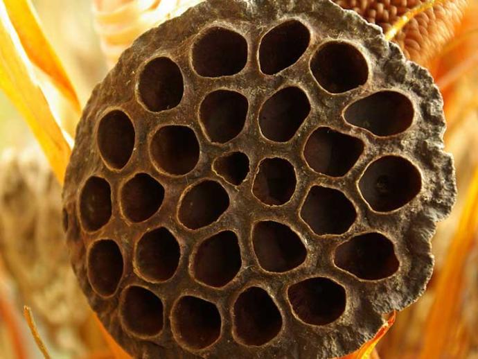 Do you have Trypophobia?