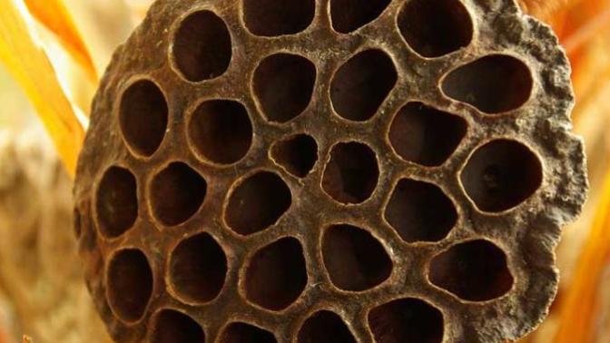 Do you have Trypophobia?