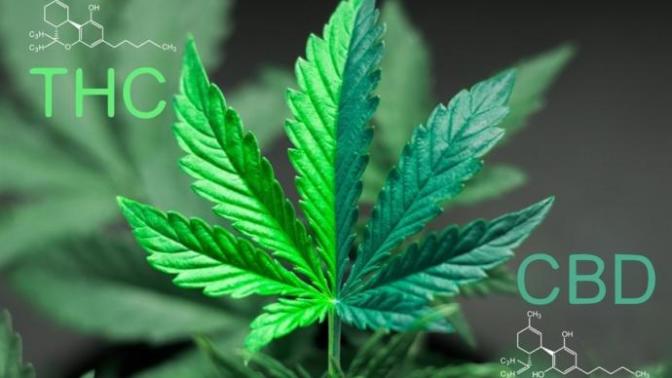 How much weed do use?