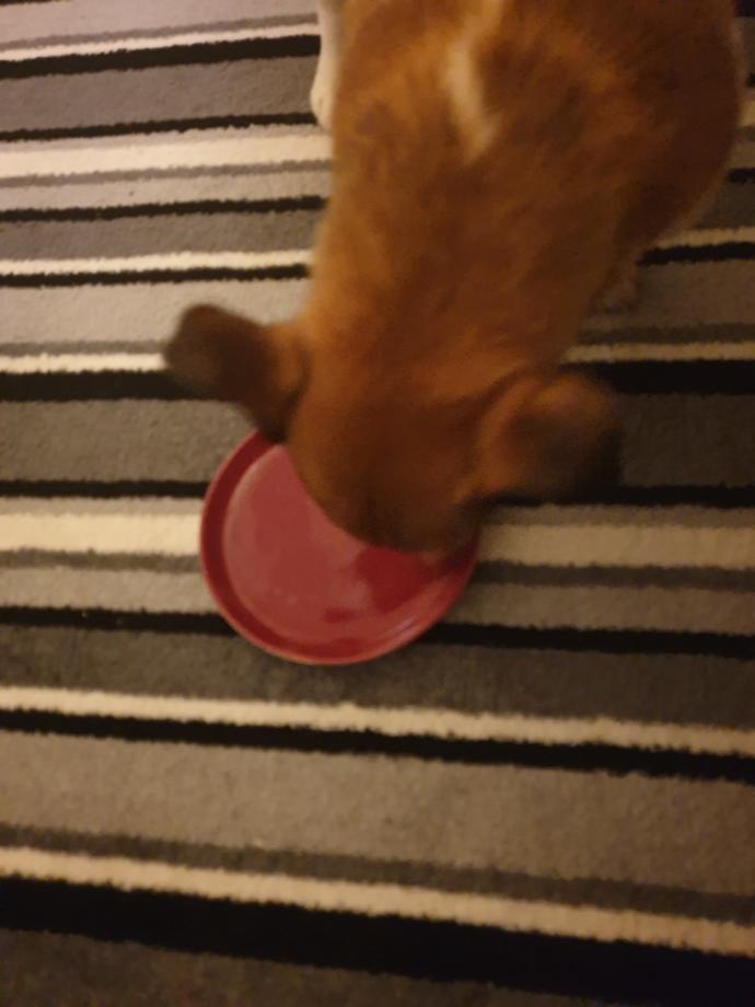 Do you allow your pets to eat from your plate (s), bowls?