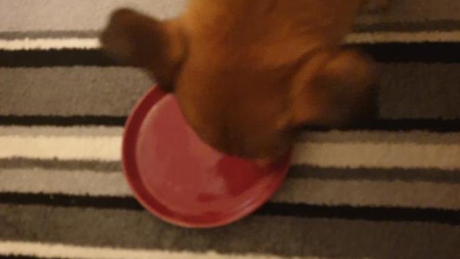Do you allow your pets to eat from your plate (s), bowls?