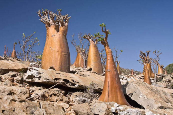Would you like to visit the war torn nation of Yemen?