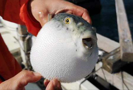 Would you eat fugu?