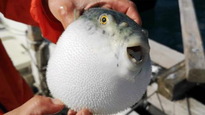 Would you eat fugu?