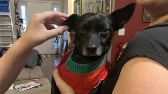 I got a new dog Is my dog gay?