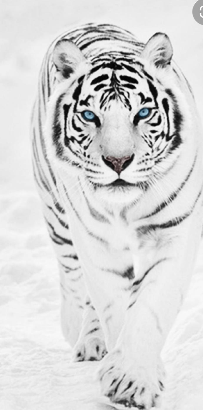 If your soul was an animal, which animal would it be?