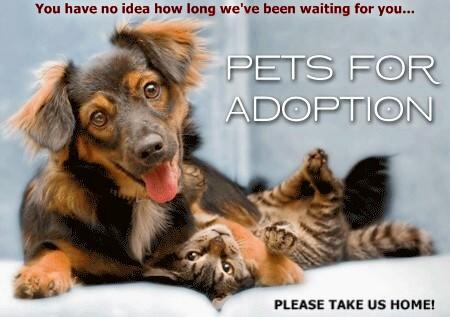 Would you be willing to save an animals life this Christmas?