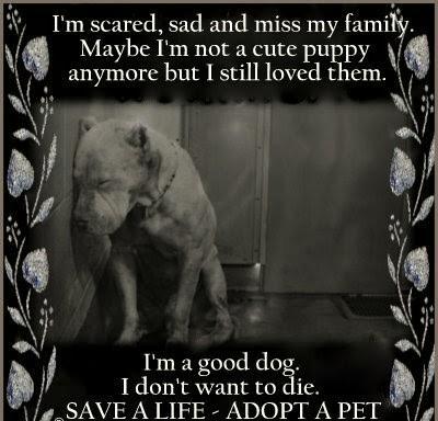 Would you be willing to save an animals life this Christmas?