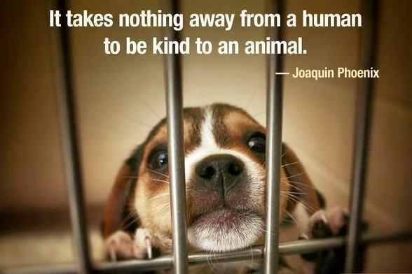 Would you be willing to save an animals life this Christmas?