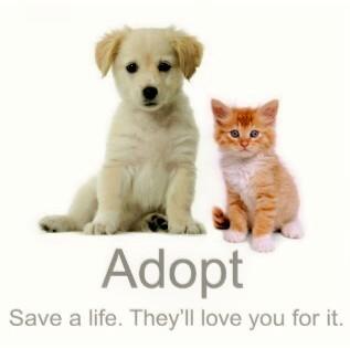Would you be willing to save an animals life this Christmas?