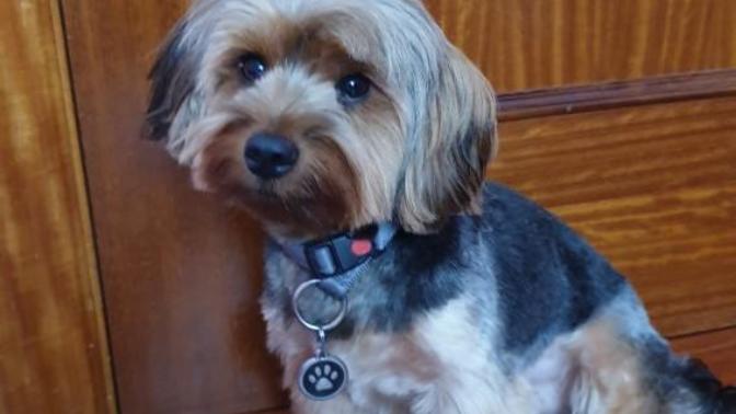 How do I make my dog stop barking at people when I walk him?