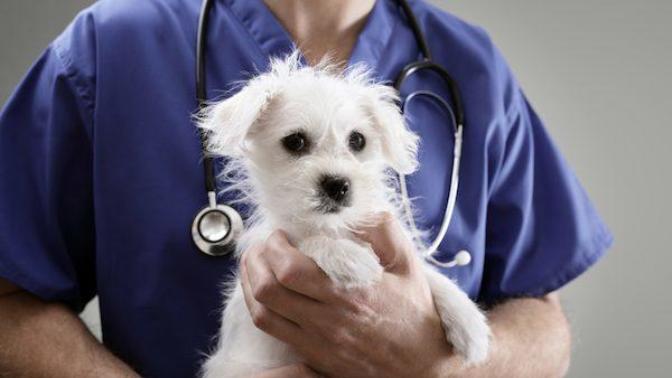My family thinks I’m stupid and crazy for “wasting” my money on veterinary bills for my dog. Are they right or wrong?