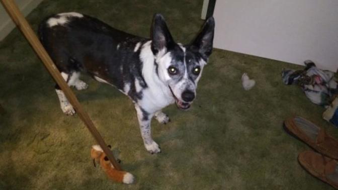 Would you ever ask someone to give up their pet in a relationship?
