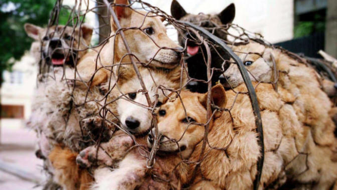 Should there be a longer prison time for serious cases of animal cruelty?
