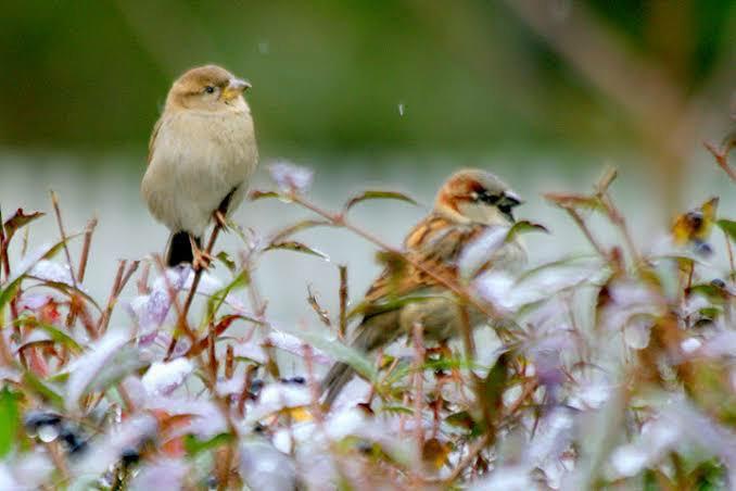 A Bird in the Hand is worth two in the Bush. What do you think?