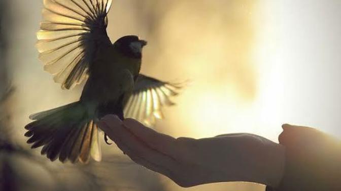 "A Bird in the Hand is worth two in the Bush". What do you think?
