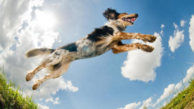 If you could choose a living species to be reincarnated as after your death, what would it be?