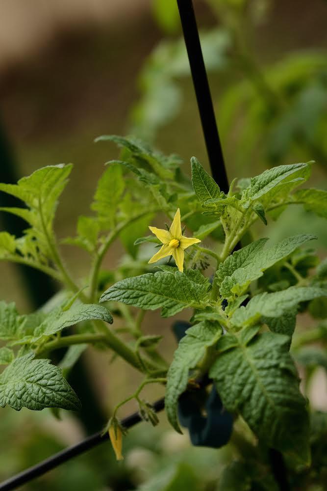 I pee in my tomato plants it helps them grow but I share them with fam do I need to tell them I per on the plants?