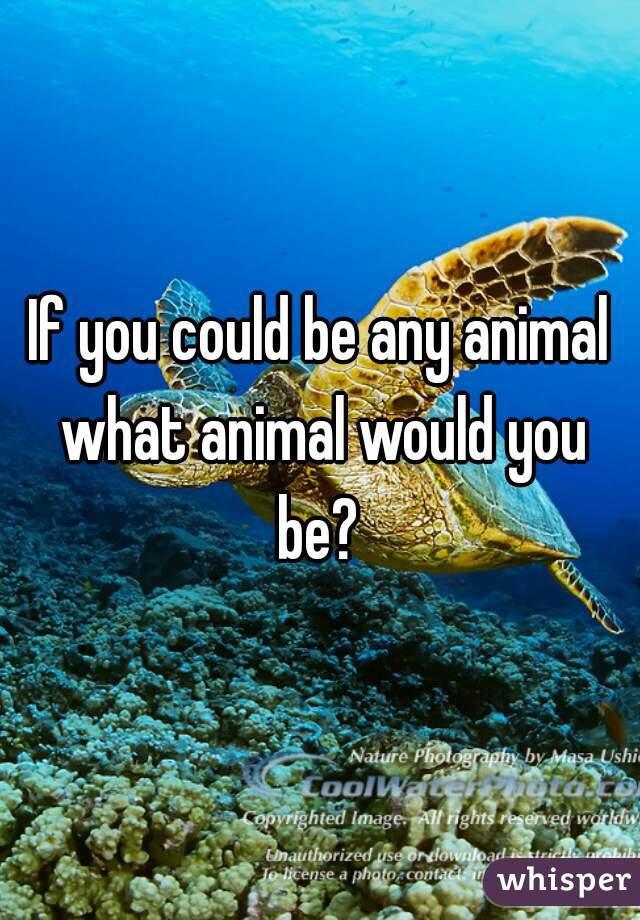 If you could be an animal, what would you be and why?