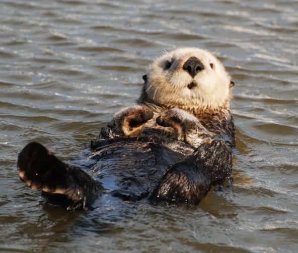 If you could be an animal, what would you be and why?