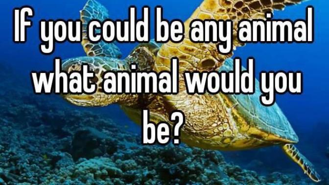 If you could be an animal, what would you be and why?