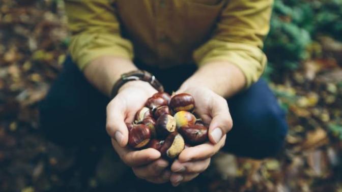 Would you survive if for the next year you had to rely on your own skills to hunt/forage for food?