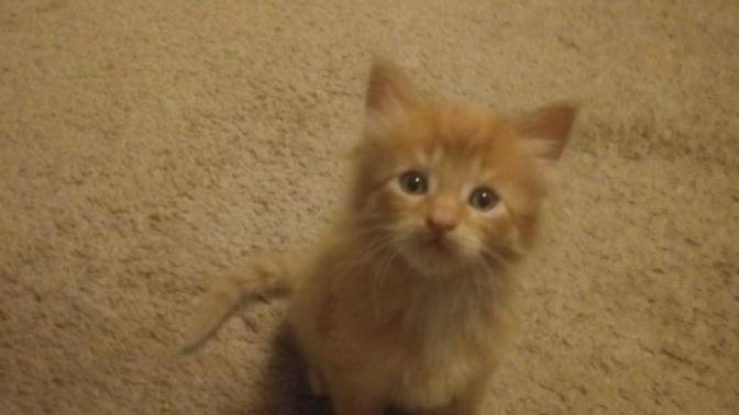 Ehat should I name my kitten?