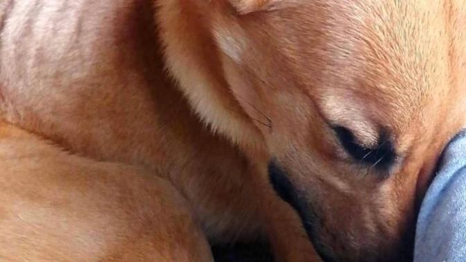 Need advice for 8 month old puppy?