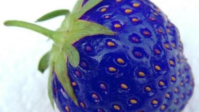 Would you like to try a Blue Strawberry?