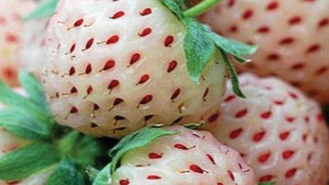 Would you like to try a White Strawberry?