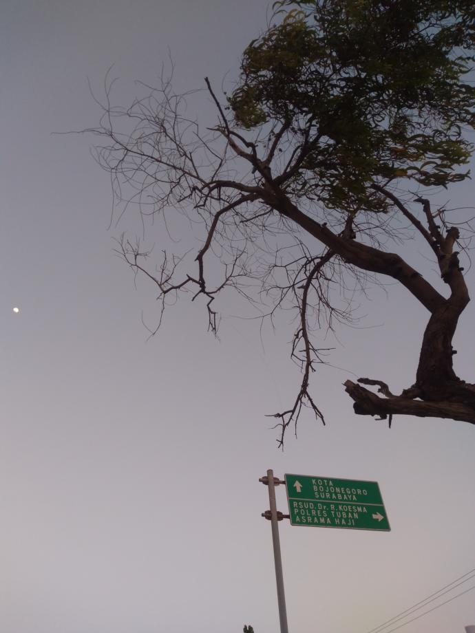 This is a tree at a beach