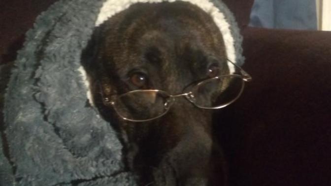 Do My Violin Hurt My Dogs Earsl?