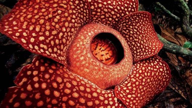 Scientists discover the world's largest flower. Opinions?