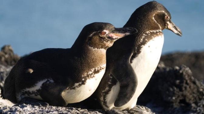 Why do people think that all wild penguins live in the Southern Hemisphere?