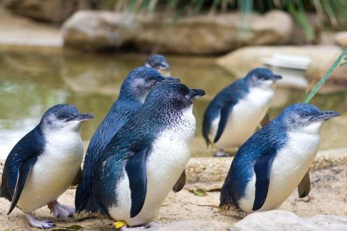 Which of the following places are you surprised the most that penguins live there?