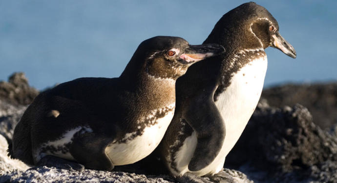Which of the following places are you surprised the most that penguins live there?