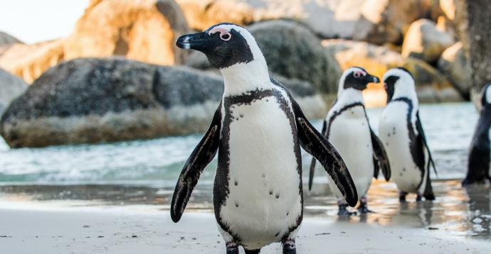 Which of the following places are you surprised the most that penguins live there?