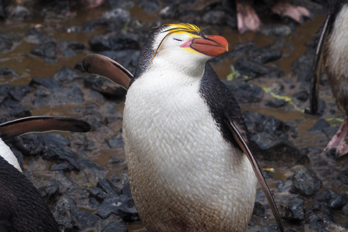 Which of the following places are you surprised the most that penguins live there?