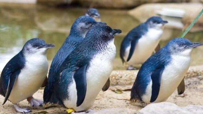 Which of the following places are you surprised the most that penguins live there?