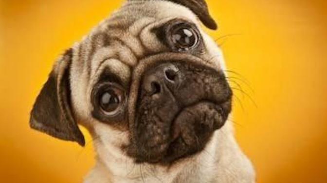 Was Bingo the dog or the farmer?