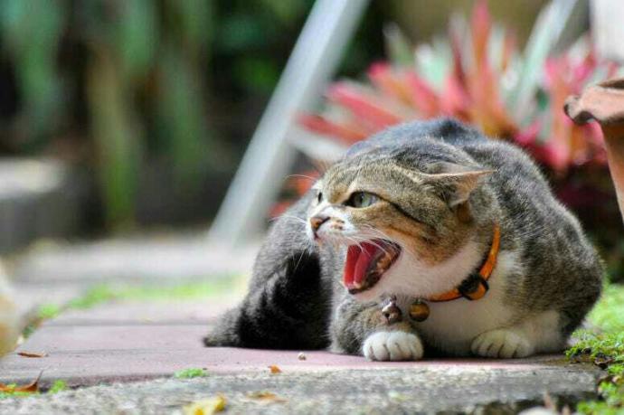 Have you ever been attacked by an animal?