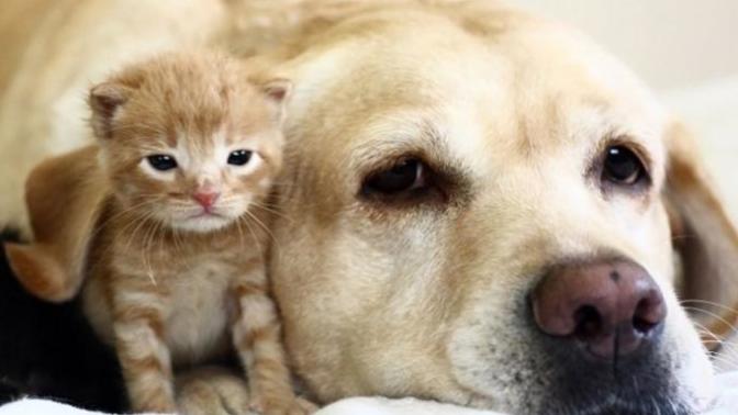 What is the best way to introduce a kitten to a dog?