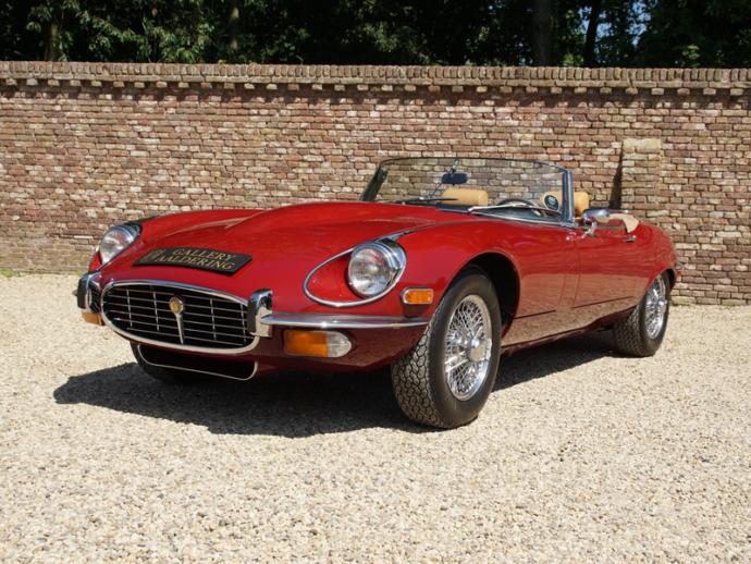 Which of these jaguars would you choose?
