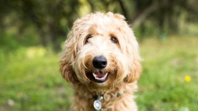 My family doesn't like my dog. What do I do?