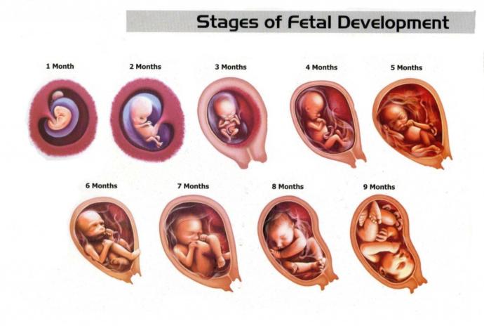 Why do these so called pro lifers kill animals if they are against murder?