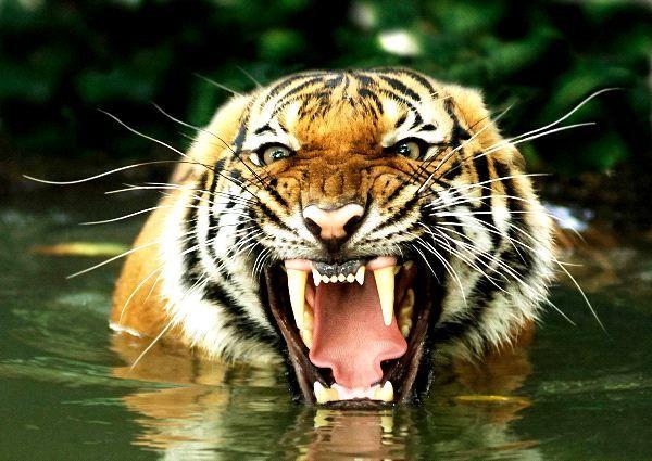 A tiger is about to eat you alive, brace yourself or amputate your legs?