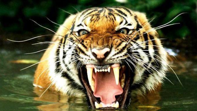 A tiger is about to eat you alive, brace yourself or amputate your legs?